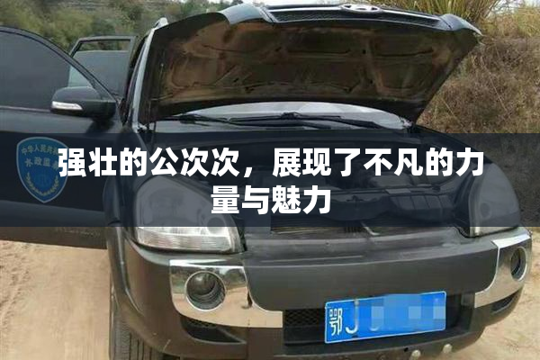强壮的公次次，展现了不凡的力量与魅力