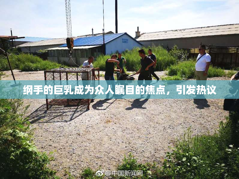 纲手的巨乳成为众人瞩目的焦点，引发热议