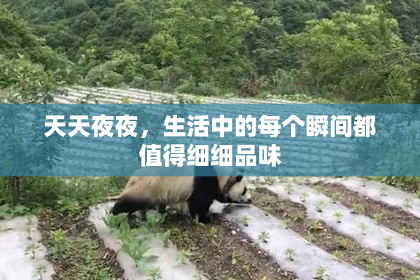 天天夜夜，生活中的每个瞬间都值得细细品味