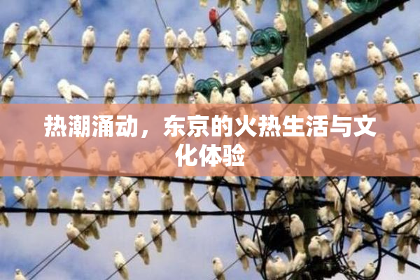 热潮涌动，东京的火热生活与文化体验
