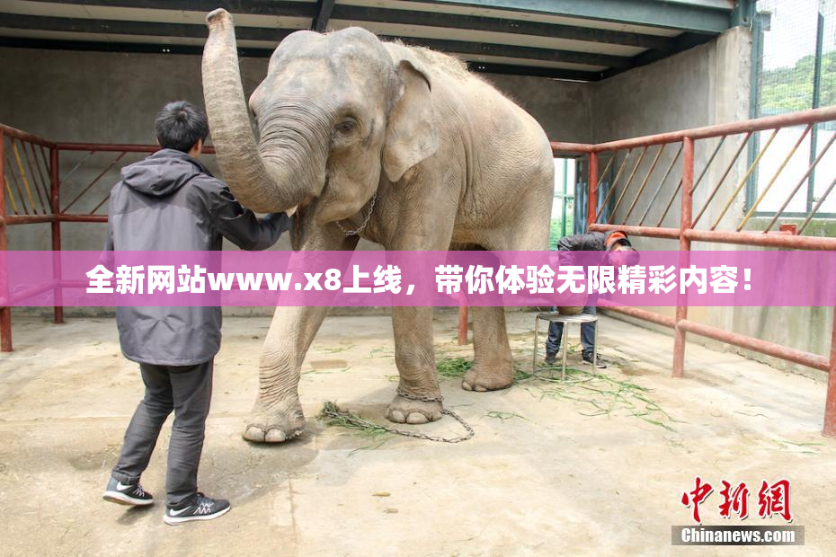 全新网站www.x8上线，带你体验无限精彩内容！