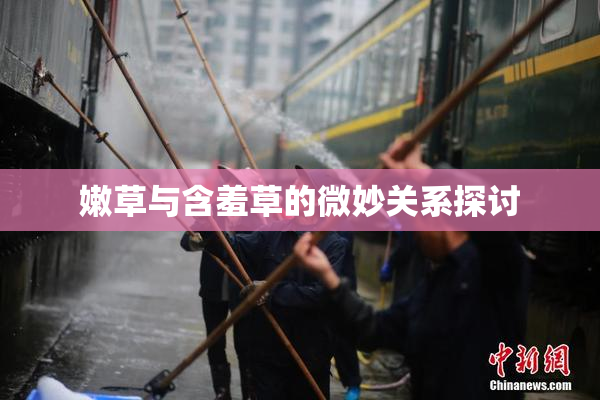 嫩草与含羞草的微妙关系探讨