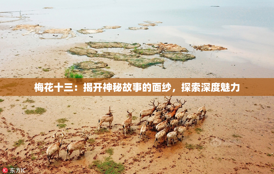梅花十三：揭开神秘故事的面纱，探索深度魅力