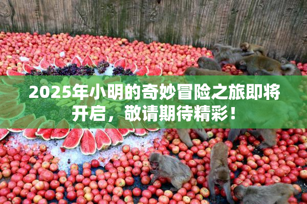 2025年小明的奇妙冒险之旅即将开启，敬请期待精彩！