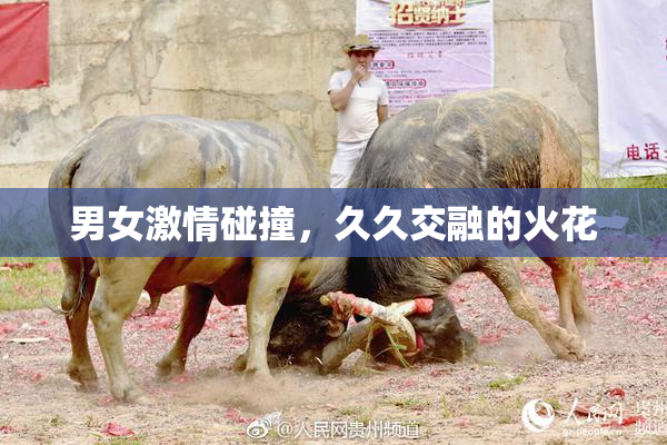 男女激情碰撞，久久交融的火花