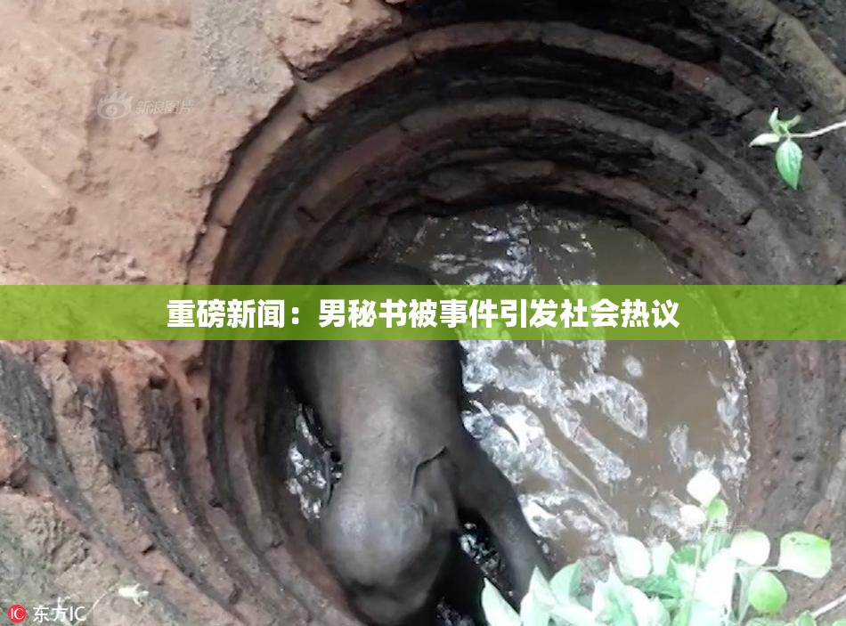 重磅新闻：男秘书被事件引发社会热议