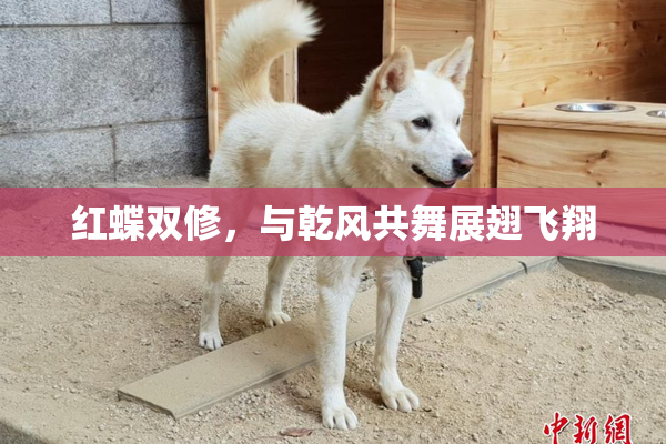 红蝶双修，与乾风共舞展翅飞翔
