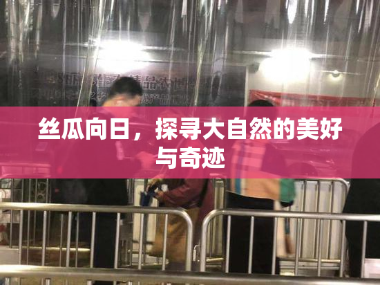 丝瓜向日，探寻大自然的美好与奇迹