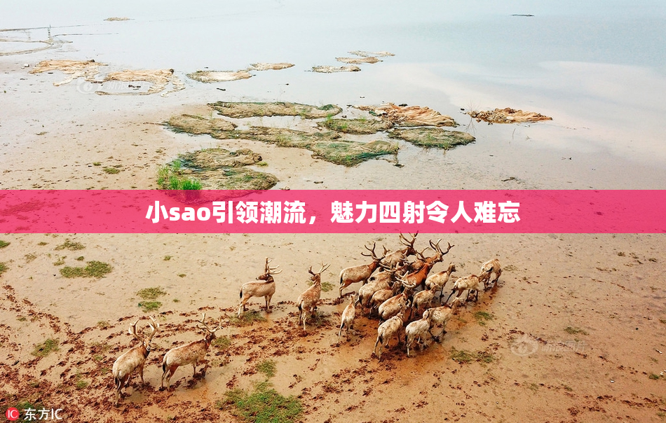 小sao引领潮流，魅力四射令人难忘