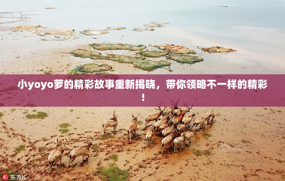 小yoyo萝的精彩故事重新揭晓，带你领略不一样的精彩!