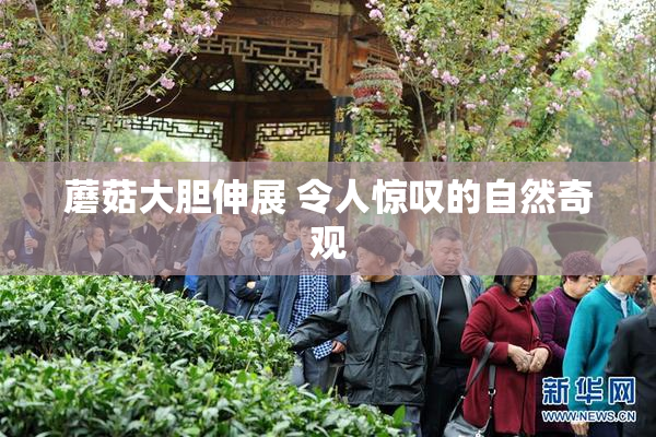 蘑菇大胆伸展 令人惊叹的自然奇观
