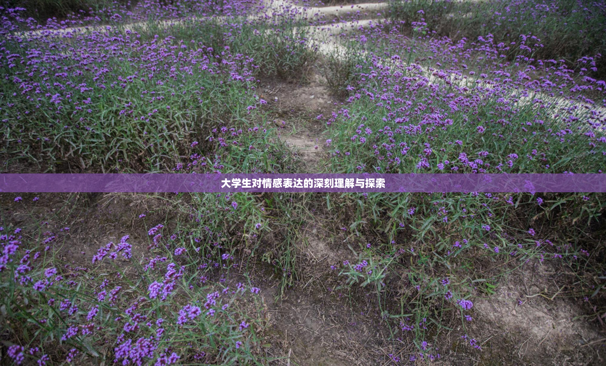 大学生对情感表达的深刻理解与探索