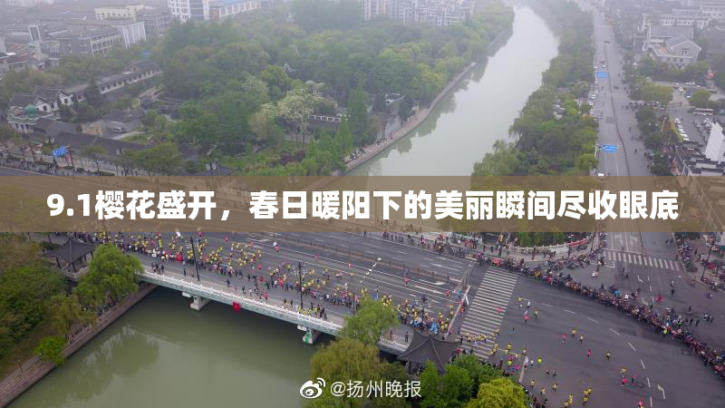 9.1樱花盛开，春日暖阳下的美丽瞬间尽收眼底