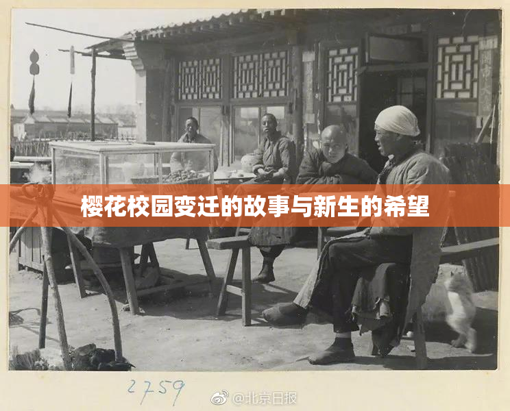 樱花校园变迁的故事与新生的希望