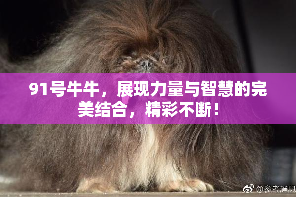 91号牛牛，展现力量与智慧的完美结合，精彩不断！