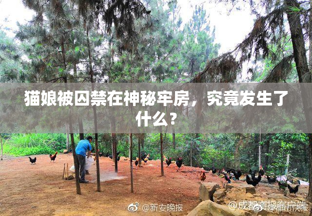猫娘被囚禁在神秘牢房，究竟发生了什么？