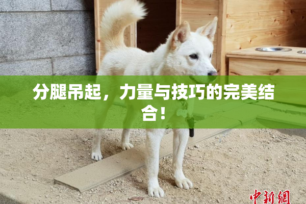 分腿吊起，力量与技巧的完美结合！