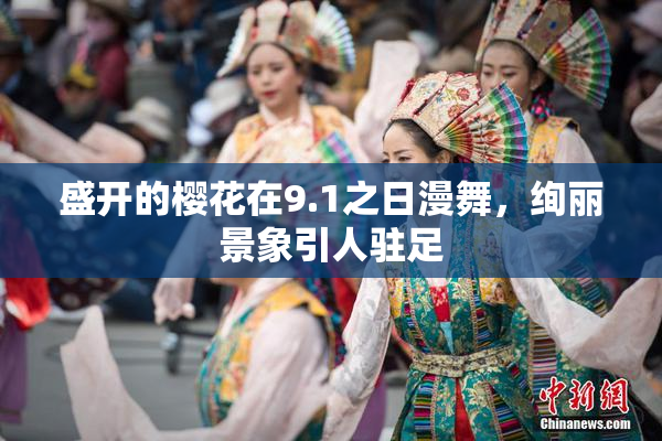 盛开的樱花在9.1之日漫舞，绚丽景象引人驻足