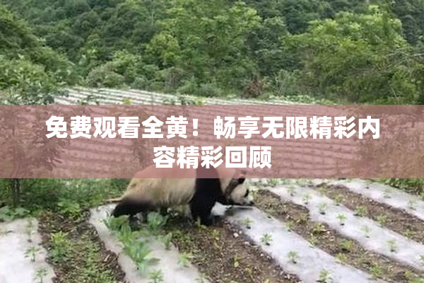 免费观看全黄！畅享无限精彩内容精彩回顾
