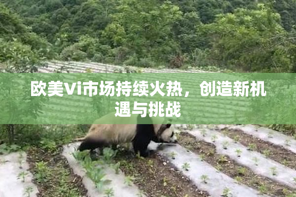 欧美Vi市场持续火热，创造新机遇与挑战