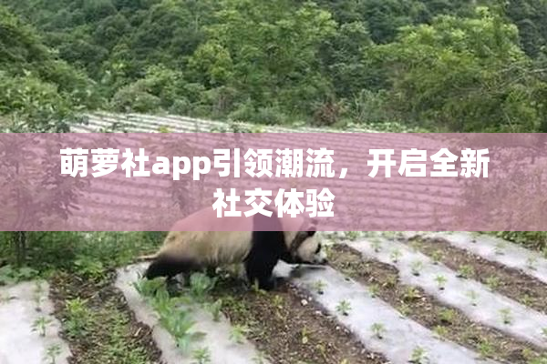 萌萝社app引领潮流，开启全新社交体验