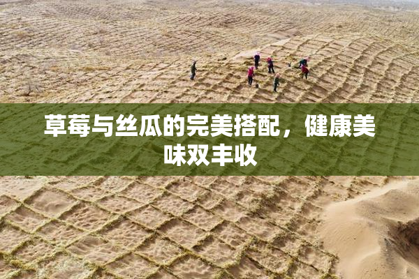 草莓与丝瓜的完美搭配，健康美味双丰收