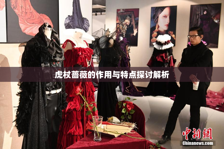 虎杖蔷薇的作用与特点探讨解析