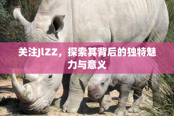 关注JlZZ，探索其背后的独特魅力与意义