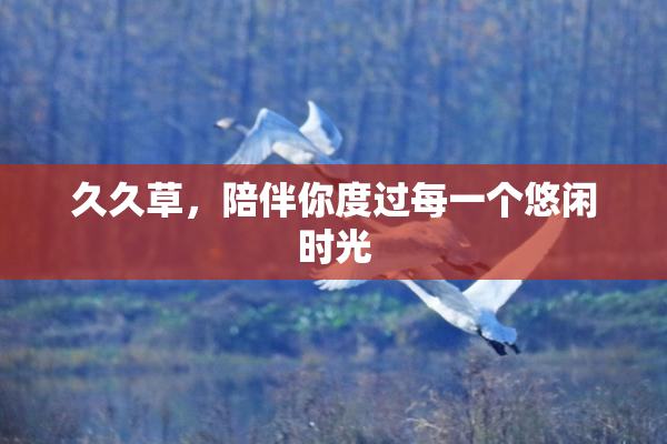 久久草，陪伴你度过每一个悠闲时光