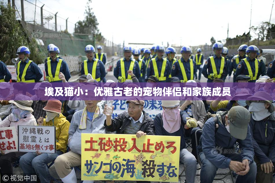 埃及猫小：优雅古老的宠物伴侣和家族成员