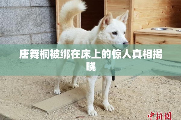 唐舞桐被绑在床上的惊人真相揭晓
