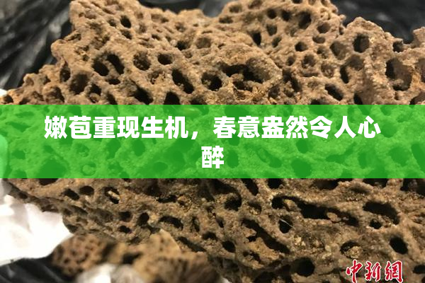 嫩苞重现生机，春意盎然令人心醉