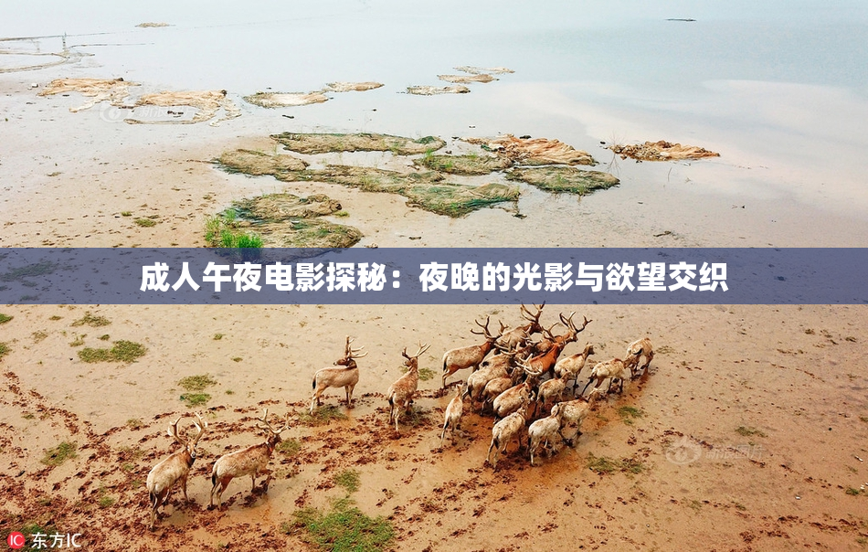 成人午夜电影探秘：夜晚的光影与欲望交织