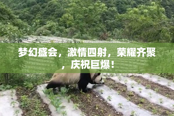 梦幻盛会，激情四射，荣耀齐聚，庆祝巨爆！