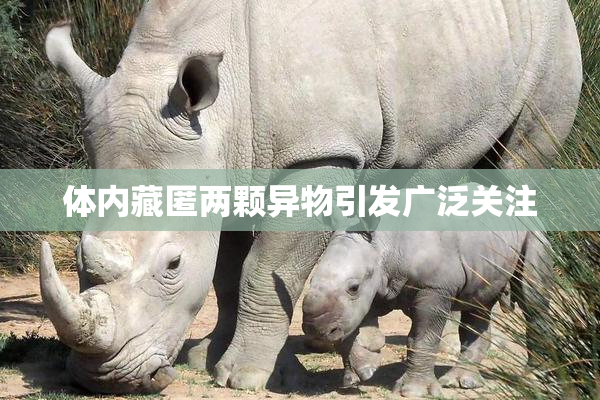 体内藏匿两颗异物引发广泛关注