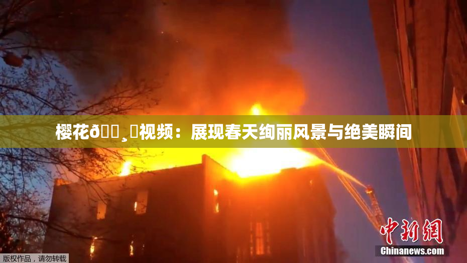 樱花🌸‌视频：展现春天绚丽风景与绝美瞬间