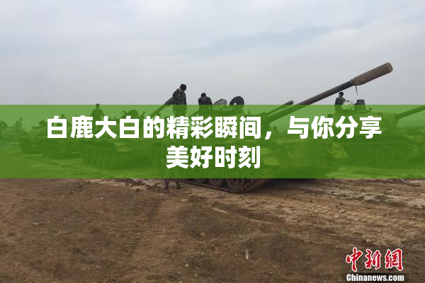 白鹿大白的精彩瞬间，与你分享美好时刻
