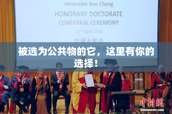 被选为公共物的它，这里有你的选择！