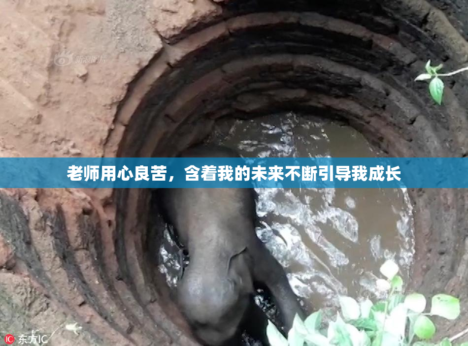 老师用心良苦，含着我的未来不断引导我成长