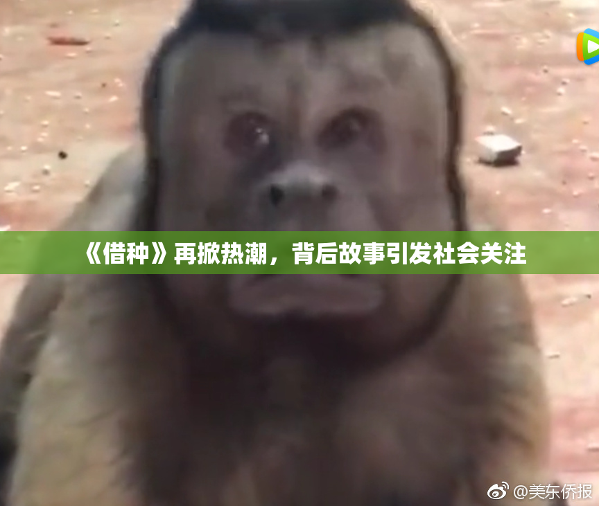 《借种》再掀热潮，背后故事引发社会关注