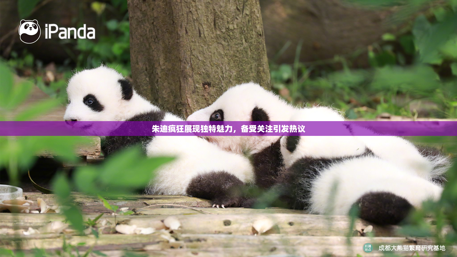 朱迪疯狂展现独特魅力，备受关注引发热议