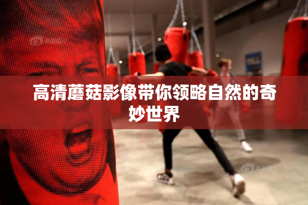 高清蘑菇影像带你领略自然的奇妙世界