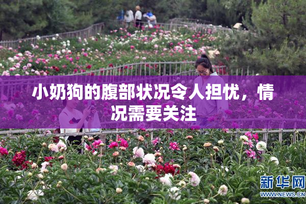 小奶狗的腹部状况令人担忧，情况需要关注