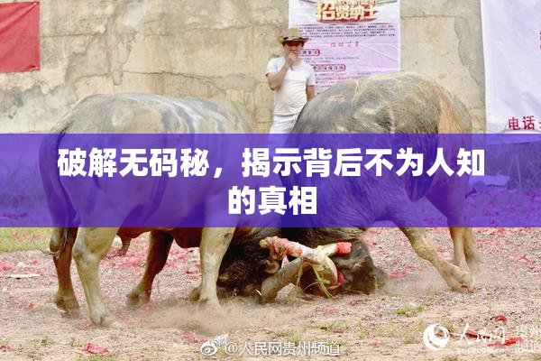 破解无码秘，揭示背后不为人知的真相