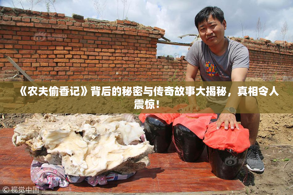 《农夫偷香记》背后的秘密与传奇故事大揭秘，真相令人震惊！