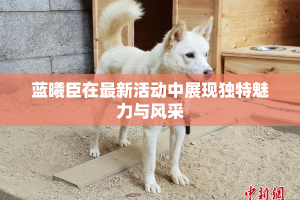 蓝曦臣在最新活动中展现独特魅力与风采