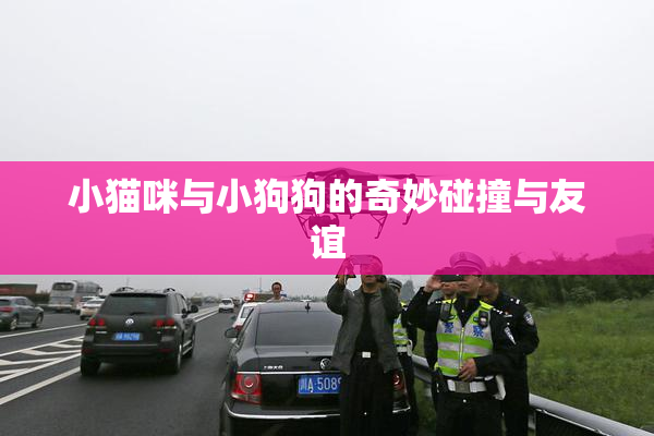 小猫咪与小狗狗的奇妙碰撞与友谊