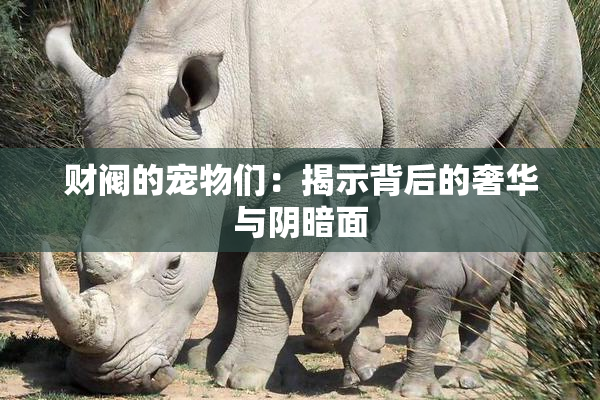 财阀的宠物们：揭示背后的奢华与阴暗面