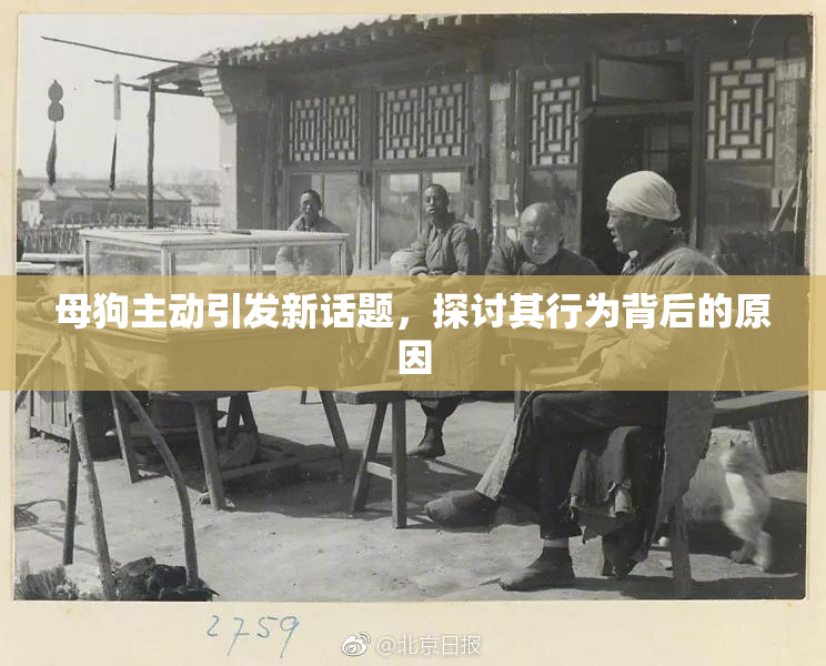 母狗主动引发新话题，探讨其行为背后的原因