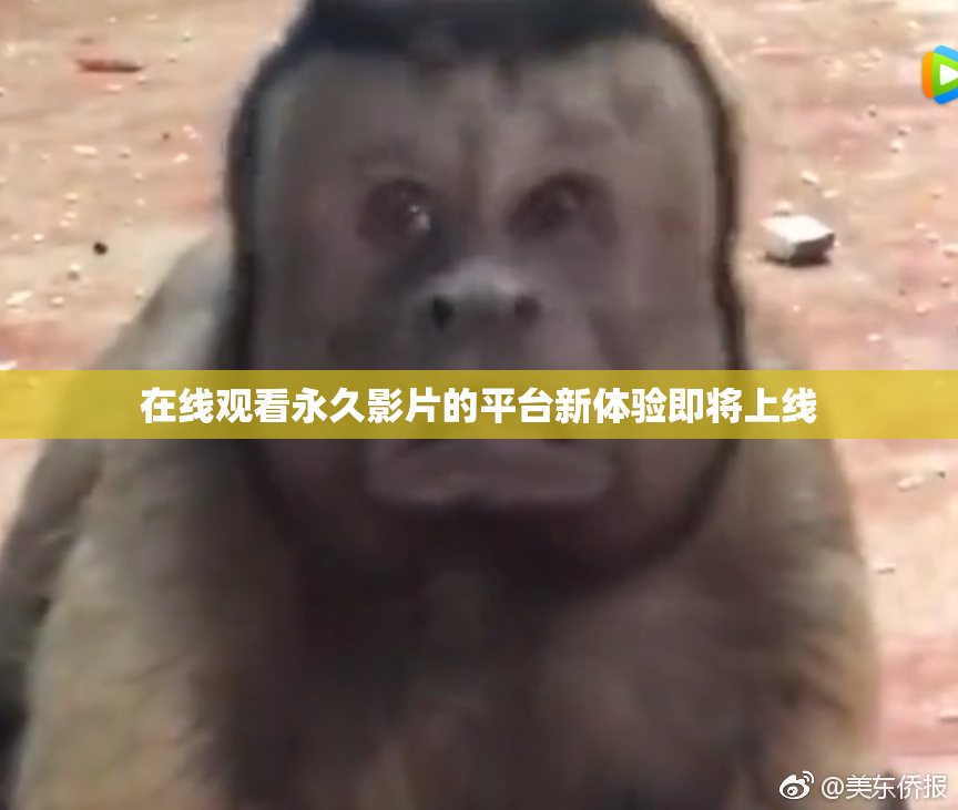 在线观看永久影片的平台新体验即将上线